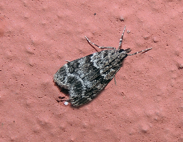 Eudonia mercurella Crambidae